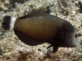 Novaculichtys Taeniotus